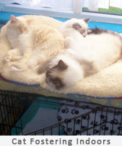 A litter of light coloured kittens snuggled up together asleep.