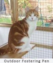 Ginger and white cat sitting on a shelf, in an outdoor garden cat pen.