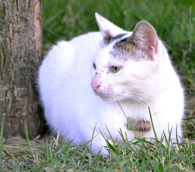 A mainly white cat, sitting on grass next to a tree outside.