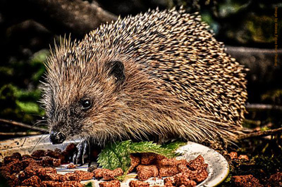 A brown, spiky, hedgehog eating food from a ceramic dish.