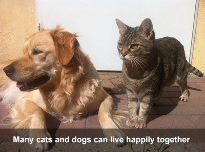 Cat and Dog together Golden coloured dog laying next to a tabby cat.