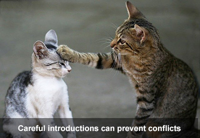 Two cats interacting Tabby cat with their paw on the head of a smaller grey and white cat.