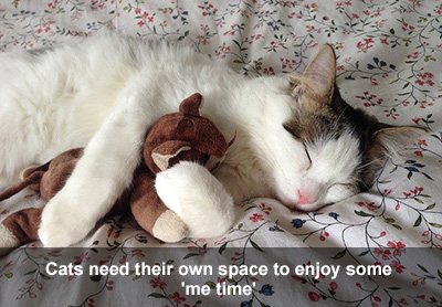 Cat enjoying some 'me time' Cat laying on a bed asleep, snuggling with a toy.