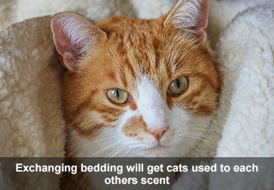 Ginger and white cat, wrapped in a cuddly blanket.