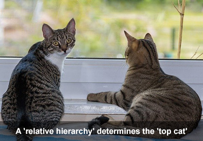 Two cats laying in a window, one is looking at the camera and one is looking out into the garden.