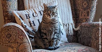 Tabby cat sitting on a chair looking at the camera.