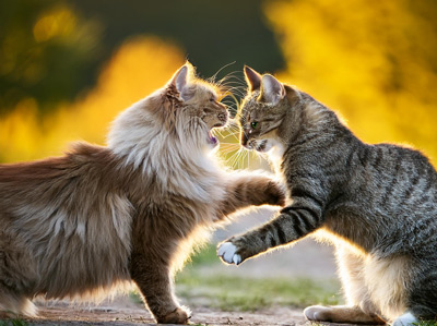 photo of two cats fighting
