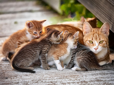 image of female cat with many kittens