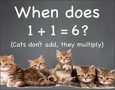 lots of kittens