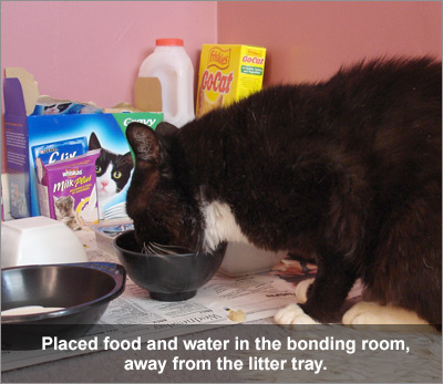 Black and white cat eating from a bowl.