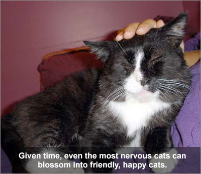 Black and white cat, enjoying being stroked, relaxed with eyes closed.