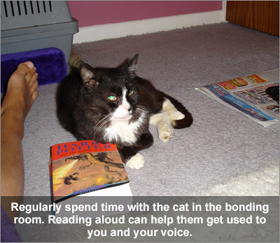 Black and white cat laying on a carpet, next to a book.