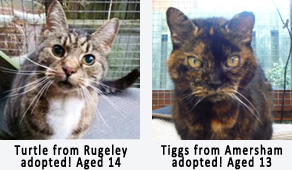 Adult rescue cats homed via cat chat.