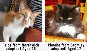 Older cats homed through cat chat website.