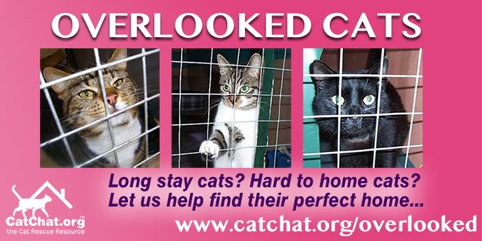 A number of overlooked cats in cat pens, highlighting section for helping long stay cats find homes.