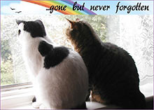 Two cats looking out of the window, with a rainbow and the text gone but never forgotten.