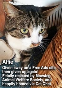 Alfie, a tabby and white, cat homed through cat chat by maesteg animal welfare society.