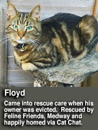 Floyd, tabby cat rehomed by feline friends medway via Cat Chat.