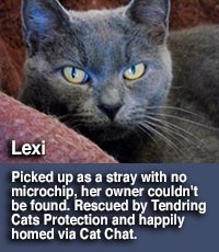 Lexi, grey cat with bright yellow eyes, homed by Tendring cats protection via Cat Chat.
