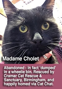 Madame Cholet, abandoned black cat, now homed through Cat Chat.
