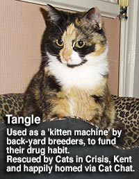 Tangle, calico and white cat, rescued by cats in crisis and homed via Cat Chat.