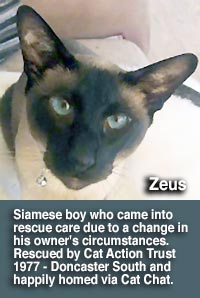 Siamese cat zeus homed by cat action trust 1977 doncaster south via Cat Chat.