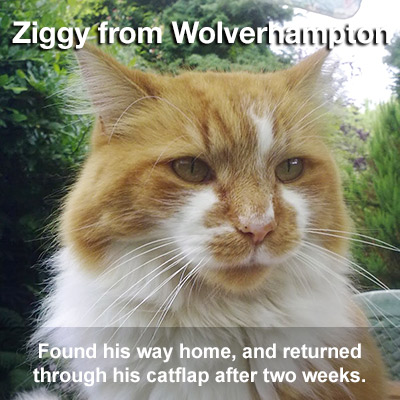 Long haired ginger and white cat Ziggy, returned home after 2 weeks missing.