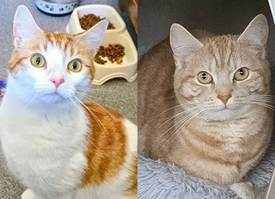 a white and ginger cat on the left and a ginger tabby cat on the right