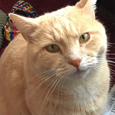 Light ginger cat looking at the camera, Axel.