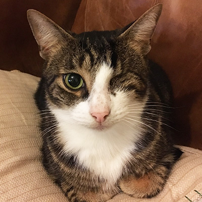 Tabby cat with white chest with one eye closed, Bertie.