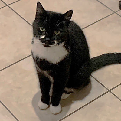 black and white cat sitting on a cream tiled floor