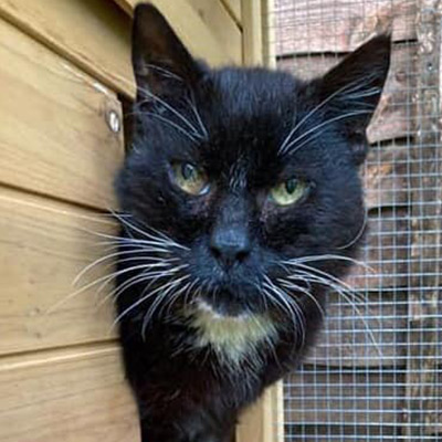 Black cat with white chest, Charlie.
