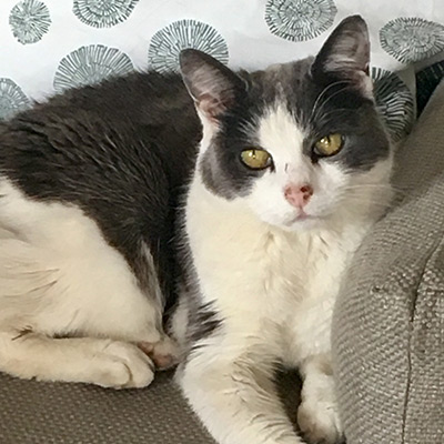 Black and white cat sitting on grey sofa, ChiChi.