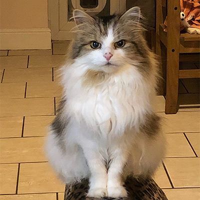 Long haired tabby and white cat, Cinderella.