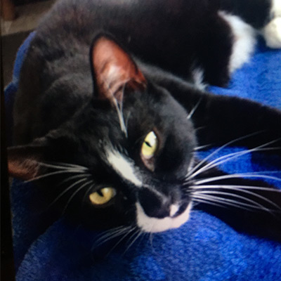 Black and white cat with long white whiskers, Coco.