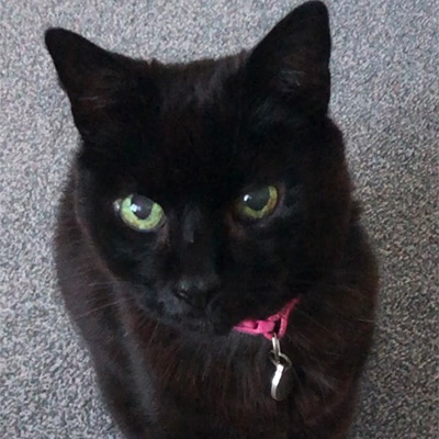 Black cat with green eyes and a pink collar, Colin.