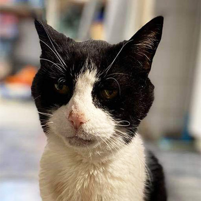 Black and white cat with a pink nose, Erasmus.