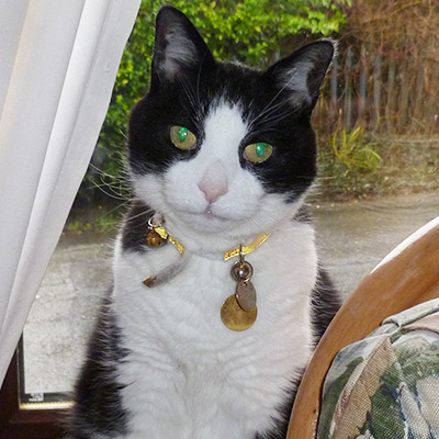 Black and white cat sitting in a window, Felix.