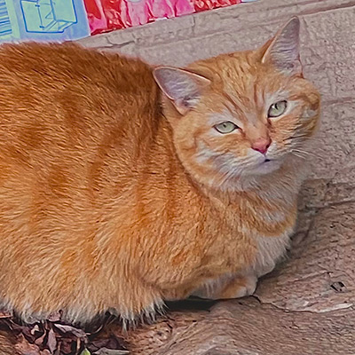 Ginger cat looking at the camera, sitting on a piece of brown cardboard
