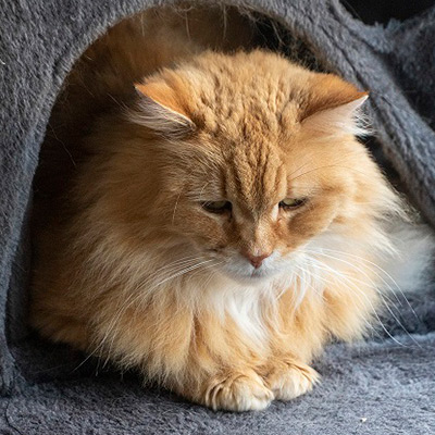 Fluffy ginger cat, Honey.