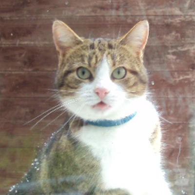 Tabby and white cat looking through a window, Kat.