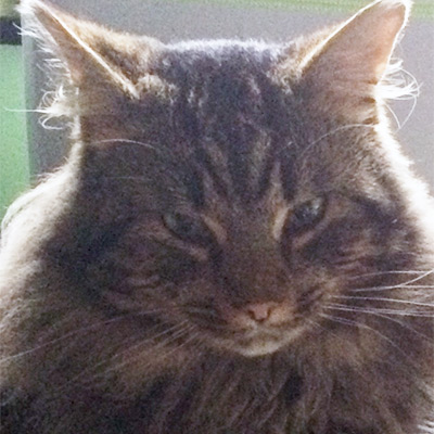Fluffy tabby cat looking at camera, Lennox.