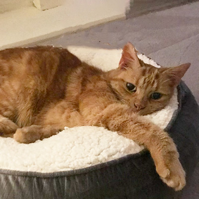 Short haired ginger tabby cat, laying on a white and black footstool
