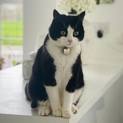 Black and white cat, wearing a silver name tag, sitting on a white kitchen worktop.