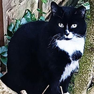 Black and white cat, Missy SweetCheeks.