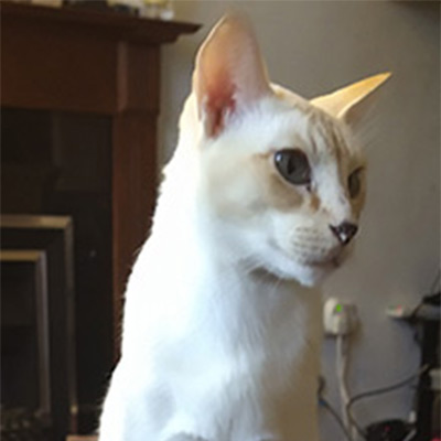 White cat, Mr Bojangles.