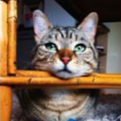 Tabby cat resting her chin on a piece of wood, Nahla.