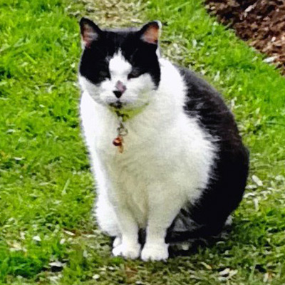 Black and white cat sitting on grass, Oscar.