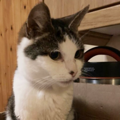 Tabby and white cat, Peggy.
