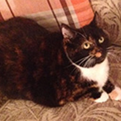 Black and white cat, Pepsi.